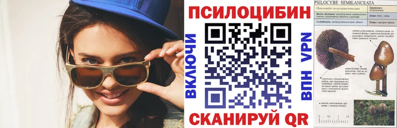 что такое   Пионерский  Галлюциногенные грибы Psilocybe 